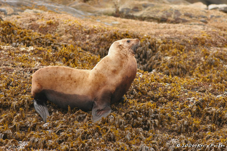 SEA LION