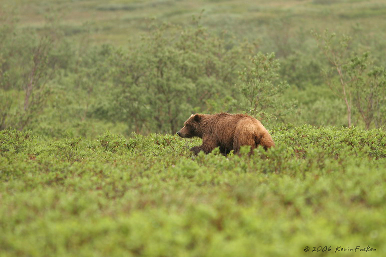 WANDERING GRIZZLY