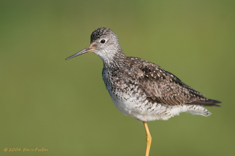 YELLOW LEGS 2
