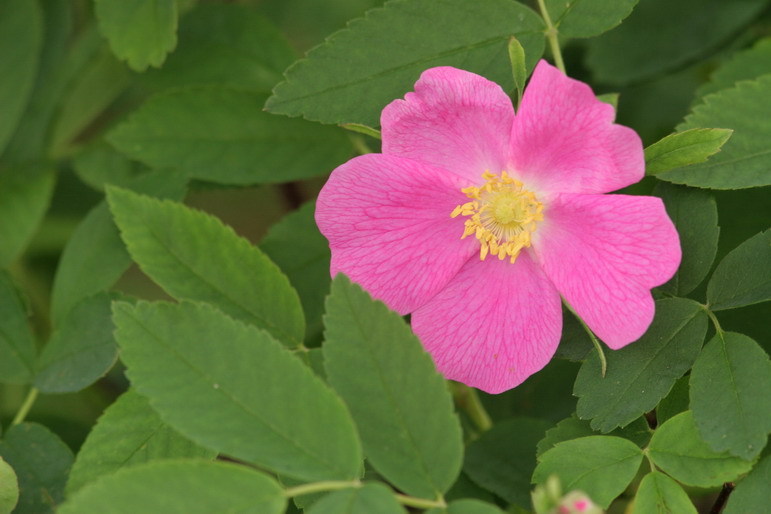 ALASKA WILD FLOWER 2
