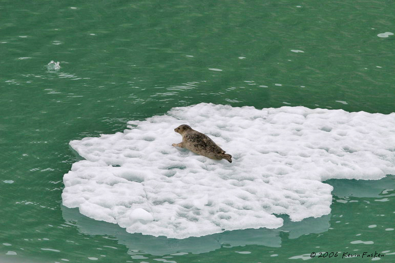 SEAL ON ICE