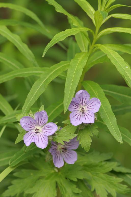 ALASKA WILD FLOWER 3