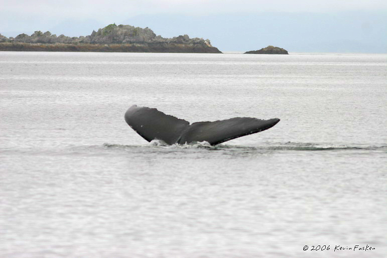 WHALE TAIL