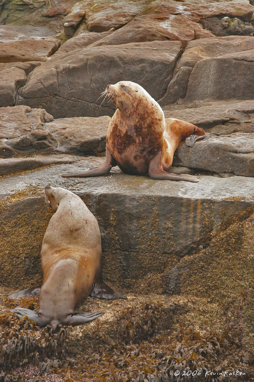 2 SEA LIONS