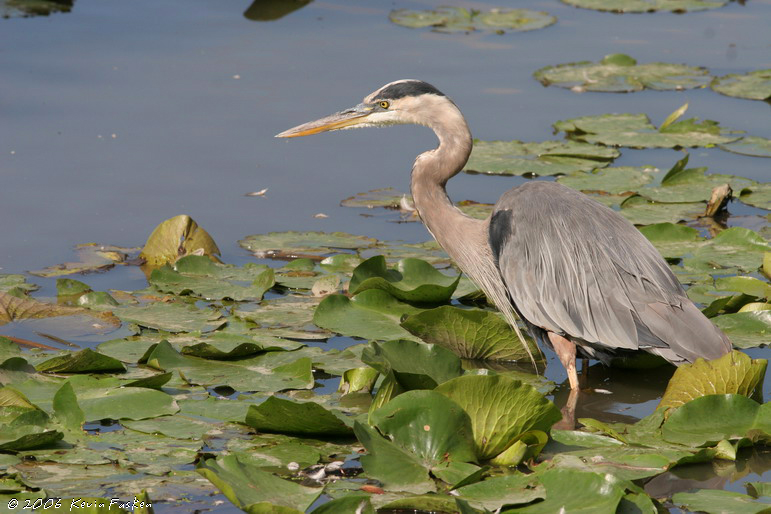 HERON IN THE MARSH #1