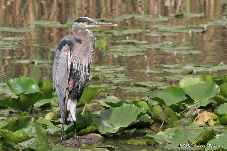 HERON IN THE MARSH #3