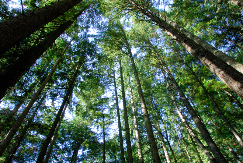 Lynn Canyon Park 1