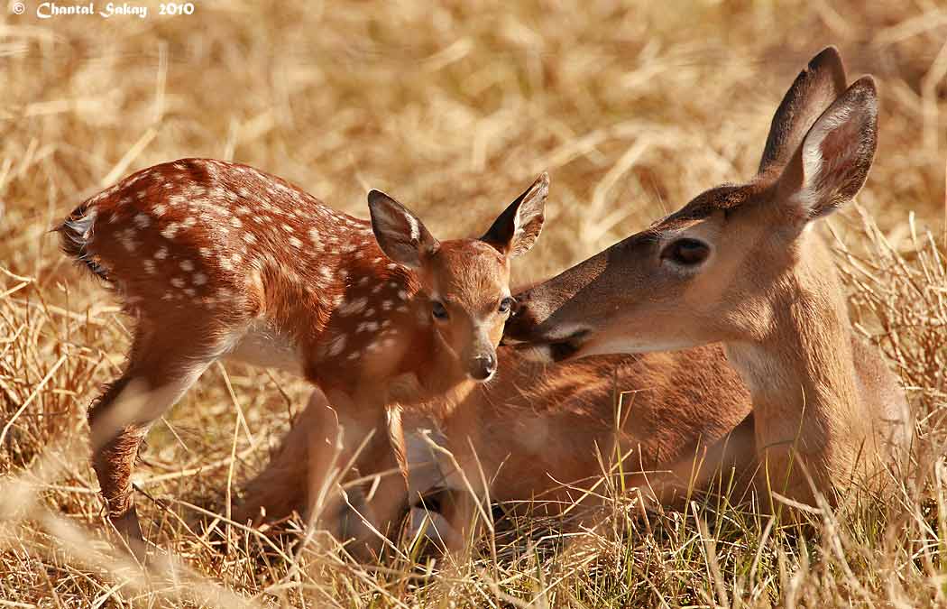 White-tailed Doe with Fawn