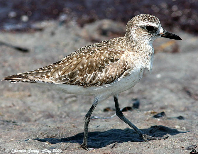 Black-bellied Plover