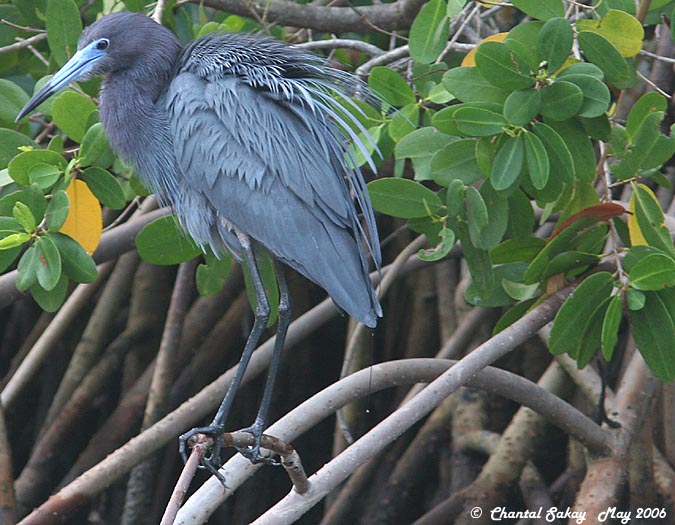 Little Blue Heron