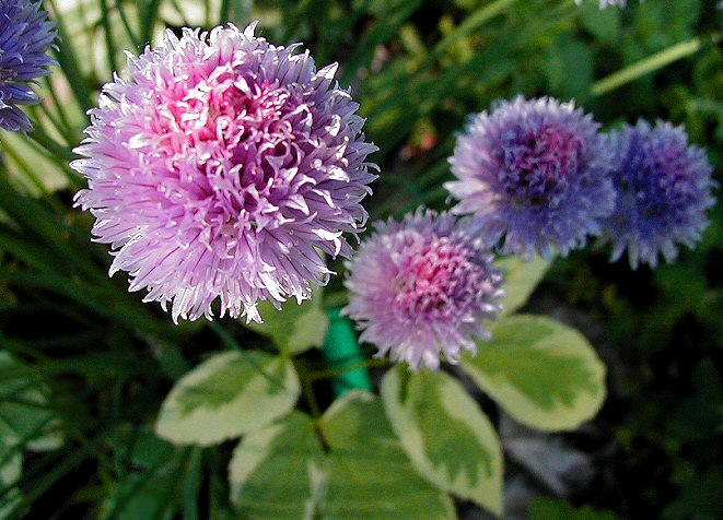 Chive Blossom