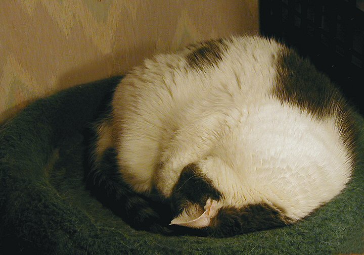 Full Tummy Nap