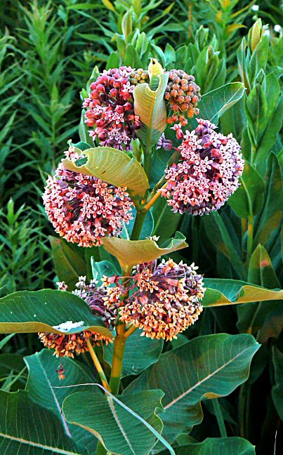 Milkweed Flowers