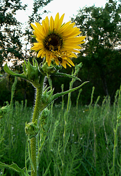 Compass Plant