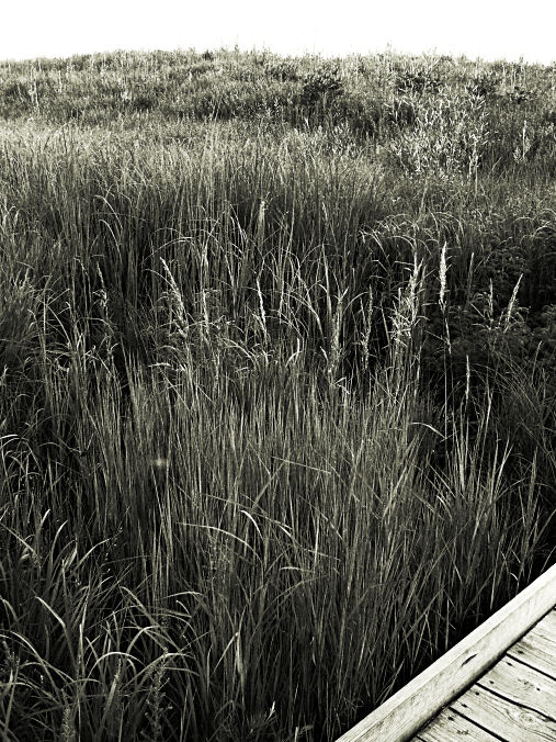 Prairie Marsh