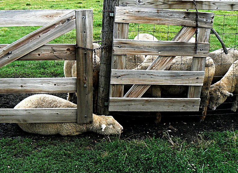 The Clever Sheep