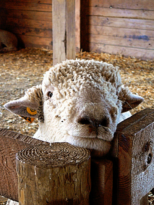 Quiet as a Lamb