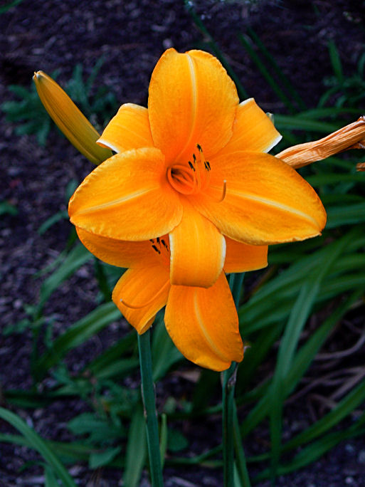 Apricot Lily