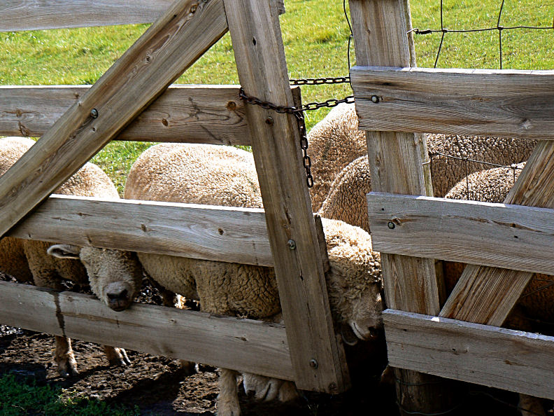 Hot Sheep