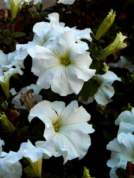 White Petunias