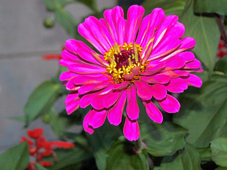 Pink Zinnea