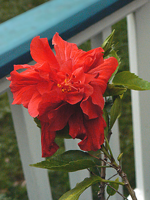 Hibiscus