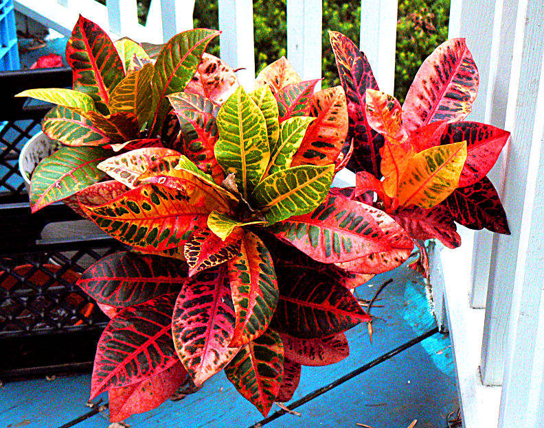 Croton
