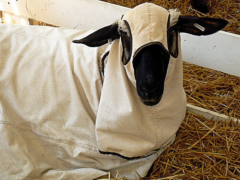 Sheep in a Blanket
