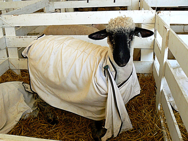 Sheep from da Hood