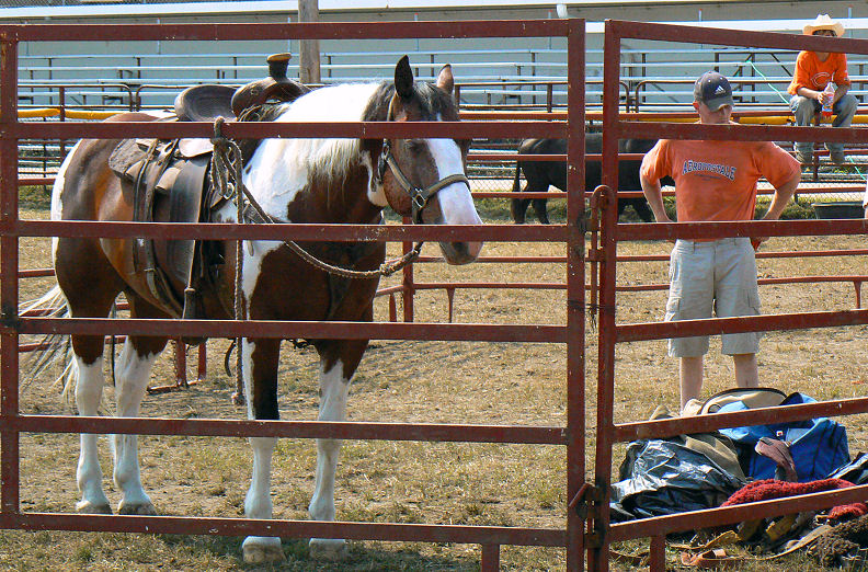 Sleepy Pinto Pony Saddled Up