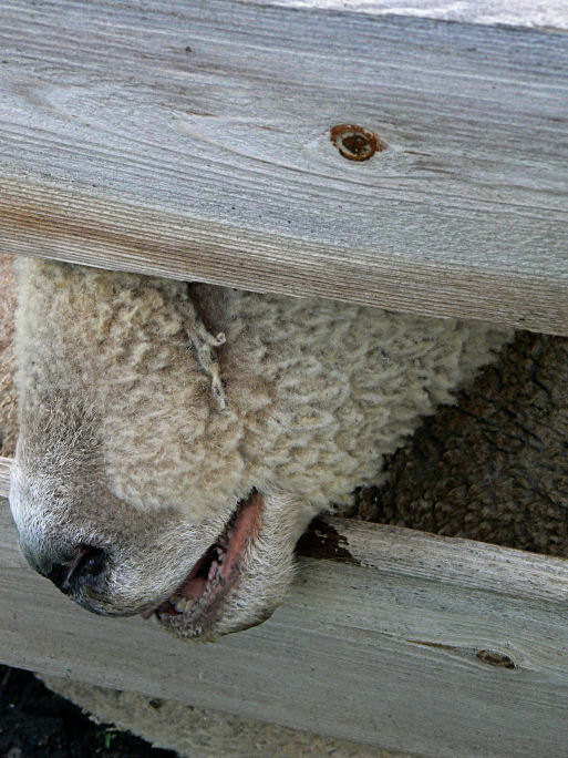Seeing through the Fence