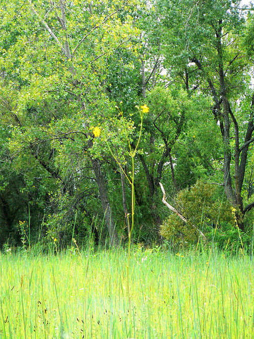 Grasses vs Trees