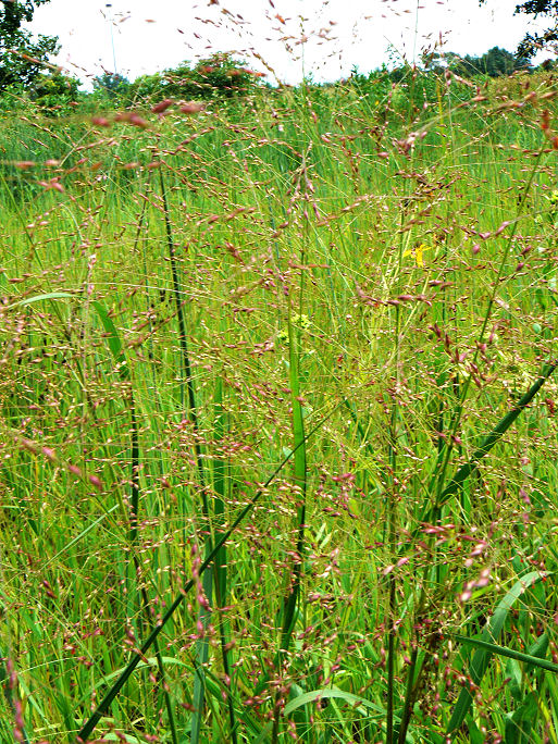 Ocean of Grass