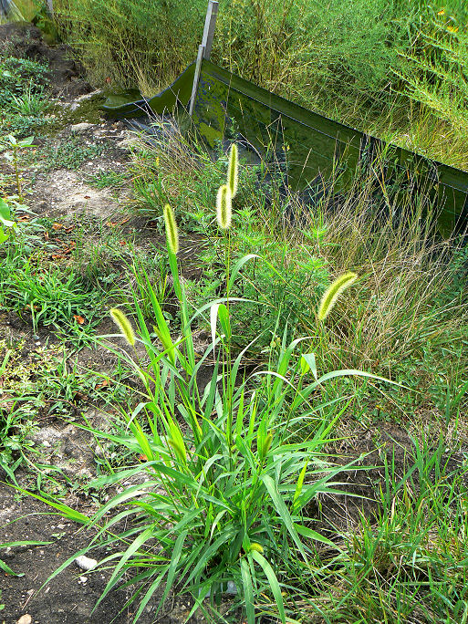 Yellow Foxtail Grass
