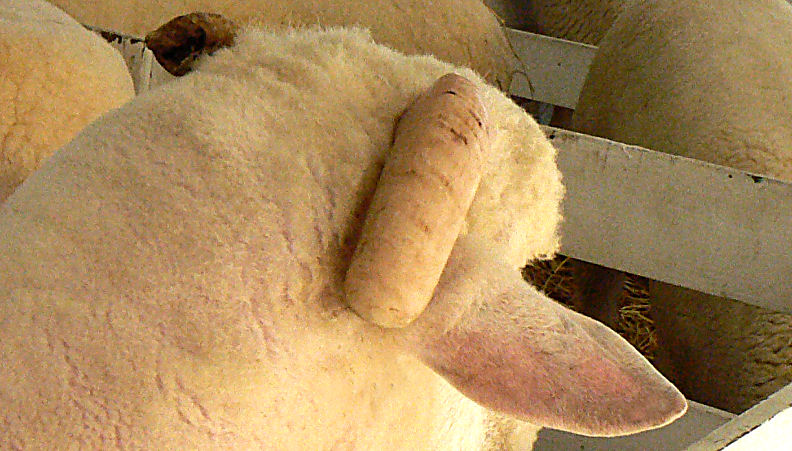 Sheeps Ear Plus 1 1/2 Horns
