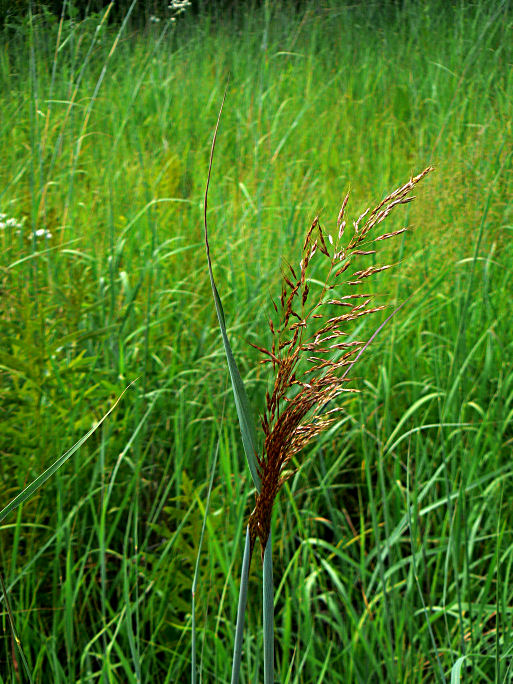 Big Blue Stem Grass