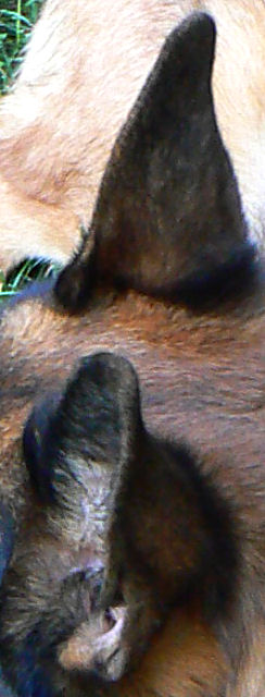 Not Too Big a Mystery Ears
