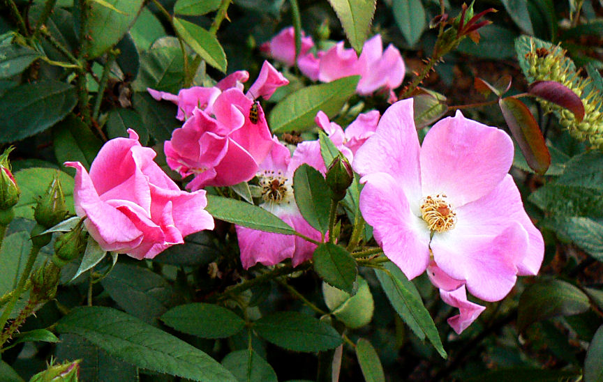 Roses Pink