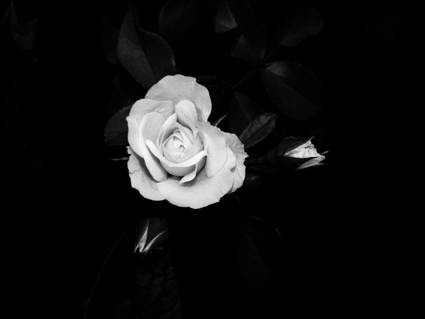 White Rose and Two Buds