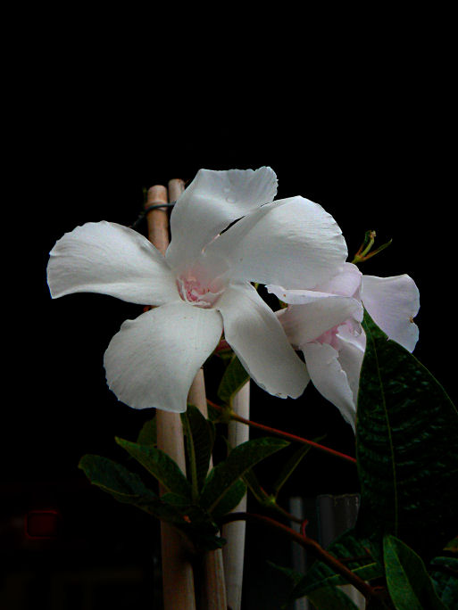 Clematis