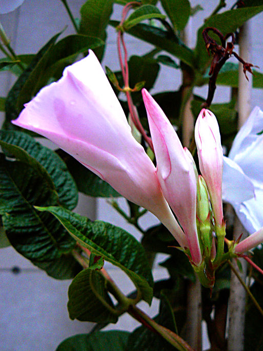 Clematis Buds