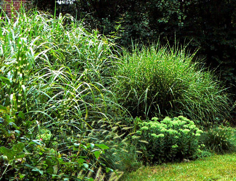 August Grasses