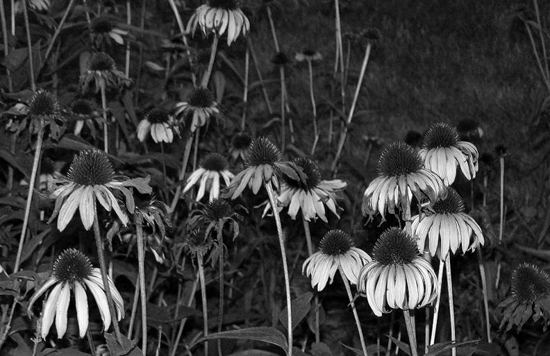 Coneflowers Sag