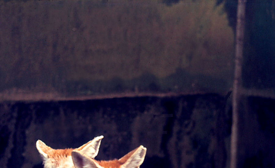 African Ears