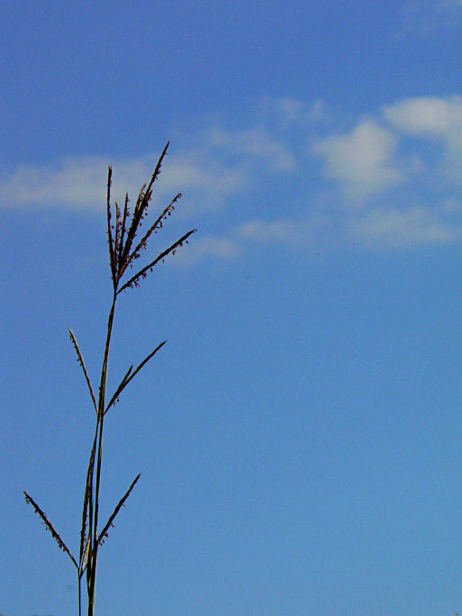Big Bluestem