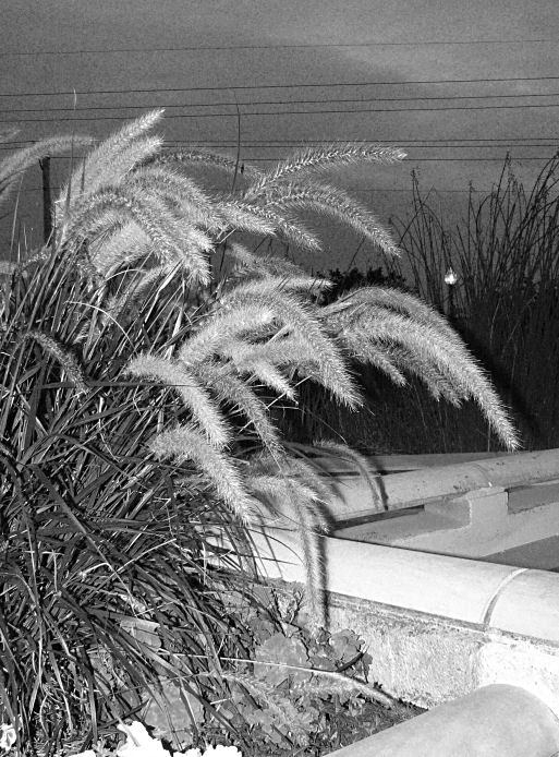 Fuzzy Grass
