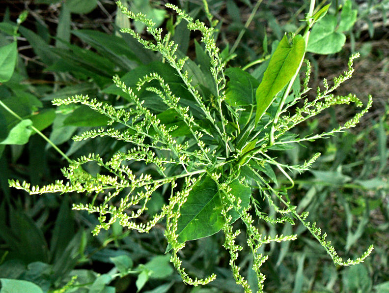 Demon Ragweed