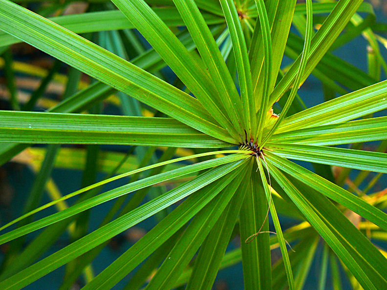 Umbrella Sedge