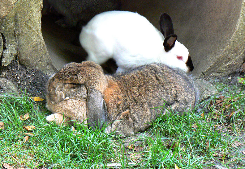 Lop Ears