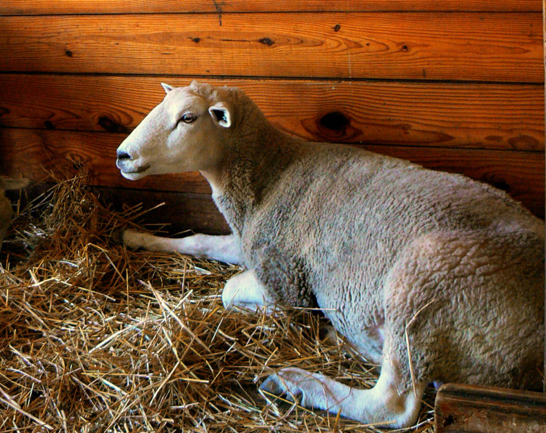 Sheep Thoughts